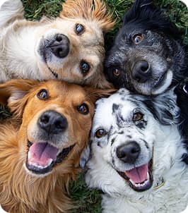 Mascotas
